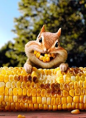 squirrel smile.jpg