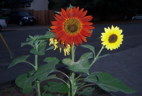 sunflowerise.jpg