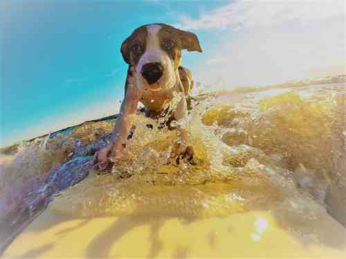 surfing dog_0.jpg