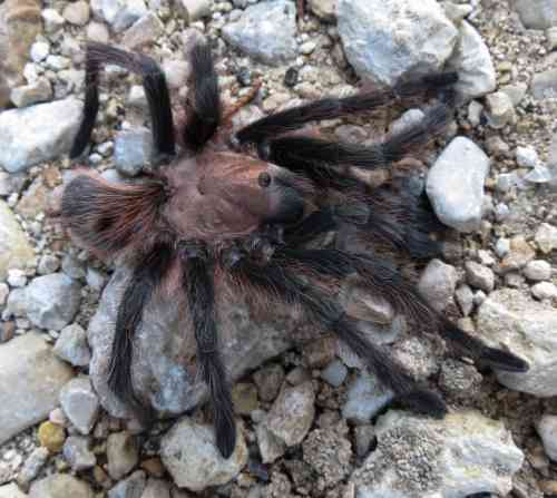 tarantula0629-sm_0.jpg