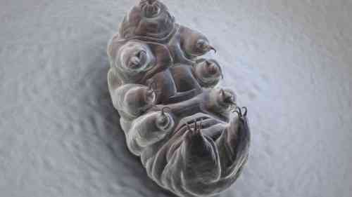 tardigrade on its back.jpg