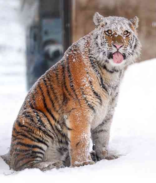 tiger-with-snow-on-head-riku-5.jpeg