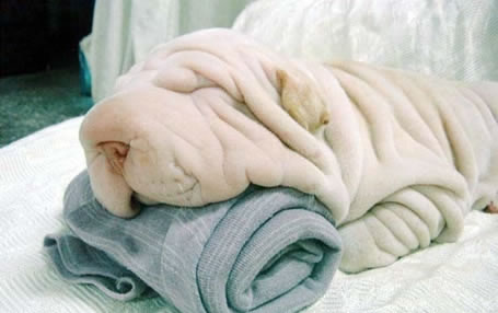 towel-cute-dog-illusion.jpg