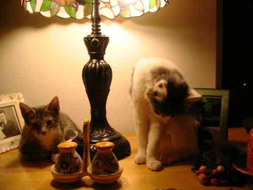 under the lamp_0.JPG