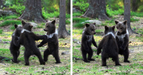 valtteri-mulkahainen-dancing-baby-bears-cubs-photography-thumbnail.jpg.png