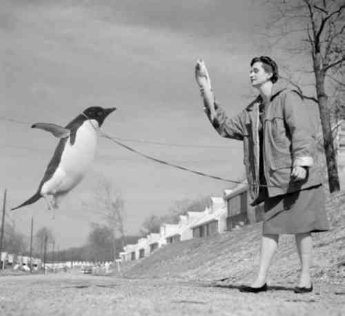 walkingthepenguin.jpg