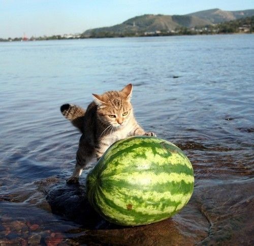watermeloncat.jpg