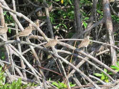 whimbrels and willets.jpg