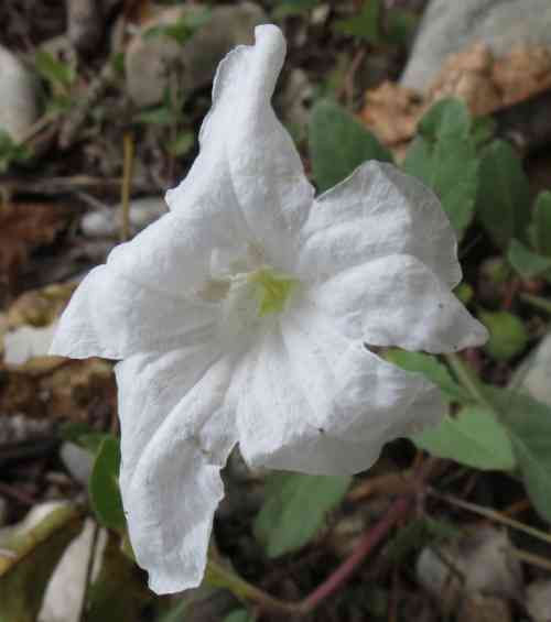 wild-petunia-white071820.jpg