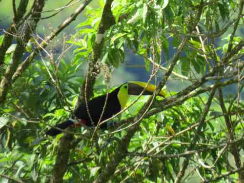 yellow throated toucan (2).jpg