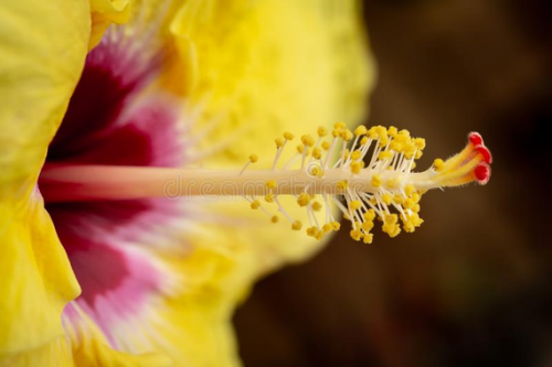 yellow-pink-hibiscus-close-up-pistil-stamen-areas-hibiscus-flower-close-up-pistil-stamen-143287196.jpg.png