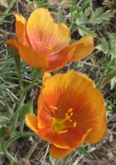 yellowFlax033019a.jpg