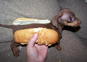 wienerdog.jpg